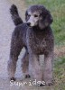 A photo of Prairieland Rock Me All Night Long, a silver standard poodle