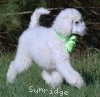 A photo of Guthrie, a white standard poodle