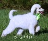 A photo of Guthrie, a white standard poodle