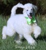 A photo of Guthrie, a white standard poodle