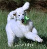 A photo of Guthrie, a white standard poodle