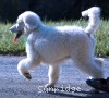 A photo of Guthrie, a white standard poodle