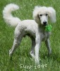 A photo of Guthrie, a white standard poodle