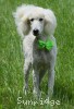 A photo of Guthrie, a white standard poodle