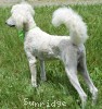 A photo of Guthrie, a white standard poodle