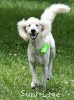 A photo of Guthrie, a white standard poodle