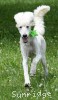 A photo of Guthrie, a white standard poodle