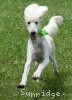 A photo of Guthrie, a white standard poodle