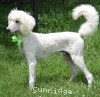 A photo of Guthrie, a white standard poodle