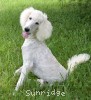 A photo of Guthrie, a white standard poodle