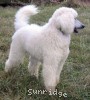 A photo of Guthrie, a white standard poodle