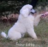 A photo of Guthrie, a white standard poodle