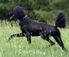 A photo of Baldwin, a blue standard poodle