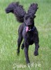 A photo of Baldwin, a blue standard poodle