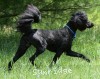 A photo of Baldwin, a blue standard poodle