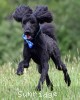 A photo of Baldwin, a blue standard poodle