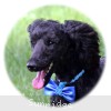 A photo of Baldwin, a blue standard poodle