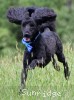 A photo of Baldwin, a blue standard poodle