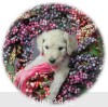 A photo of Lyla, a white standard poodle puppy