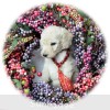 A photo of Ryker, a white standard poodle puppy