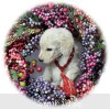 A photo of Ryker, a white standard poodle puppy