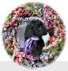 A photo of Sunridge Dymonds In The Sky, a silver standard poodle puppy