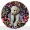 A photo of Sunny, a cream standard poodle puppy