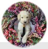 A photo of Sunny, a cream standard poodle puppy