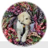 A photo of Sunny, a cream standard poodle puppy