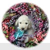 A photo of Briella, a white standard poodle puppy