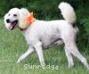 A photo of Masdo's Victor, a white standard poodle