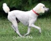 A photo of Masdo's Victor, a white standard poodle