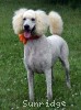 A photo of Masdo's Victor, a white standard poodle