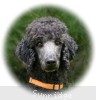 A photo of Sunridge Mya Something Borrowed Something Blue, a blue standard poodle