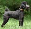 A photo of Sunridge Mya Something Borrowed Something Blue, a blue standard poodle