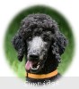 A photo of Sunridge Mya Something Borrowed Something Blue, a blue standard poodle