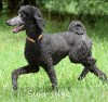 A photo of Sunridge Mya Something Borrowed Something Blue, a blue standard poodle