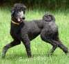 A photo of Sunridge Mya Something Borrowed Something Blue, a blue standard poodle