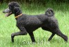 A photo of Sunridge Mya Something Borrowed Something Blue, a blue standard poodle