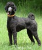 A photo of Sunridge Mya Something Borrowed Something Blue, a blue standard poodle