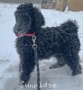 A photo of Sunridge Mya Something Borrowed Something Blue, a blue standard poodle