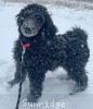 A photo of Sunridge Mya Something Borrowed Something Blue, a blue standard poodle