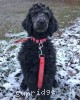 A photo of Sunridge Mya Something Borrowed Something Blue, a blue standard poodle