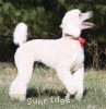 A photo of Rayna, a white standard poodle