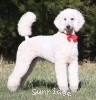 A photo of Rayna, a white standard poodle