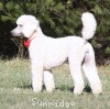 A photo of Rayna, a white standard poodle