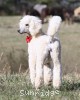 A photo of Rayna, a white standard poodle