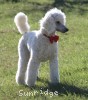 A photo of Rayna, a white standard poodle