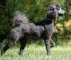 A photo of Sunridge Mya Something Borrowed Something Blue, a blue standard poodle