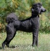 A photo of Sunridge Mya Something Borrowed Something Blue, a blue standard poodle